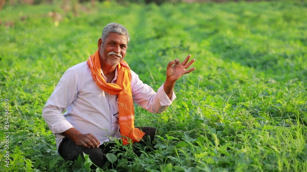 Indian farmer at the chickpea field, farmer showing chickpea plant ...