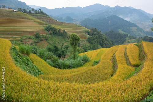 Green  brown  yellow and golden rice terrace fields in Mu Cang Chai  Northwest of Vietnam