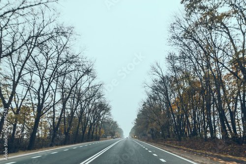 autumn car travel concept trees with yellow leaves