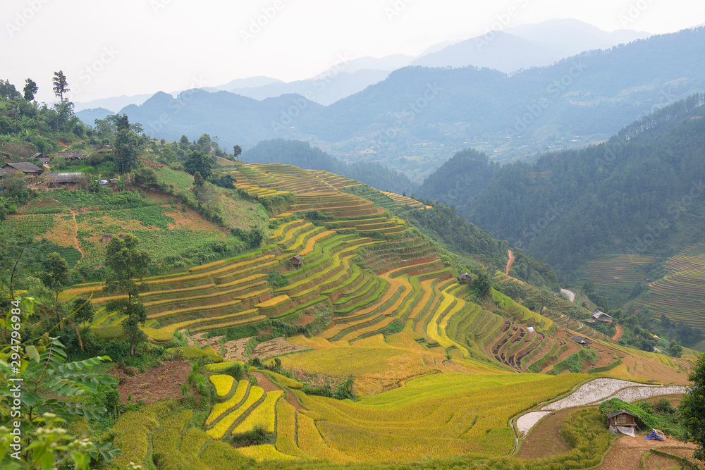 Green, brown, yellow and golden rice terrace fields in Mu Cang Chai, Northwest of Vietnam