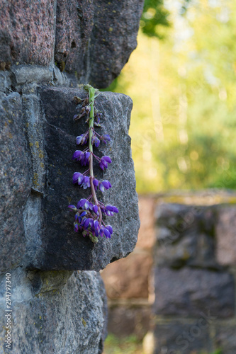 Withered flower lies on a stone monument photo