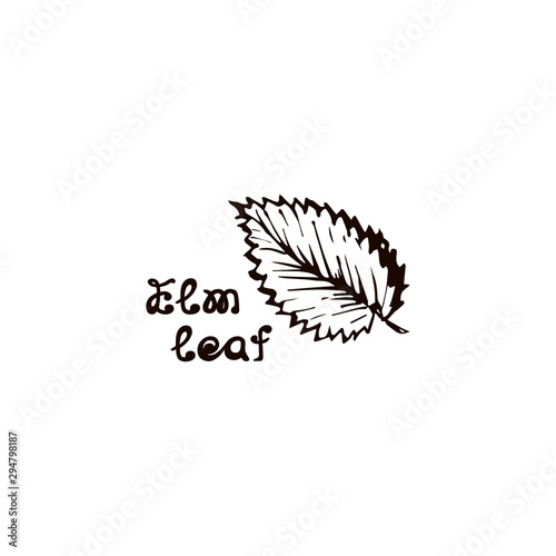 Hand Drawn Elm Leaf with Handwritten Text