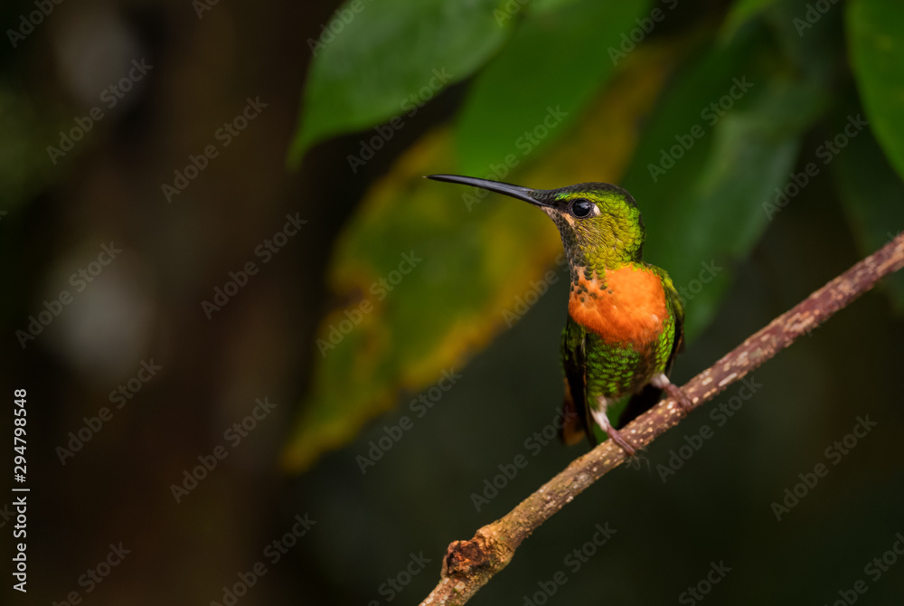 Fototapeta premium Gould's Jewel-front - Heliodoxa aurescens, beautiful rare colored hummingbird from Andean slopes of South America, Wild Sumaco, Ecuador.