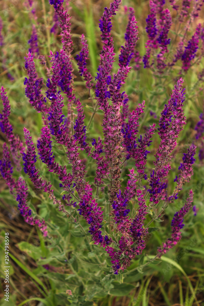Obraz premium sage flowers