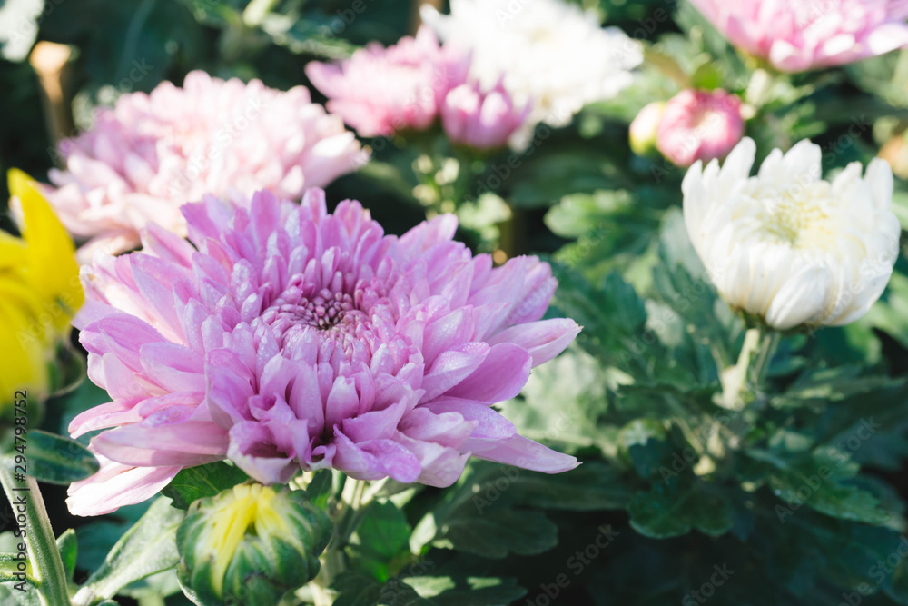 Fototapeta premium Pink chrysanthemum flower in the garden with blur background