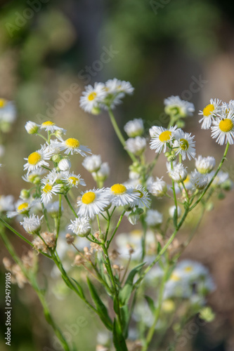 Chamomile field flowers. Daisies in sun light. Beautiful nature background with medical chamomiles in bloom. Natural spring background  blooming flower in meadow