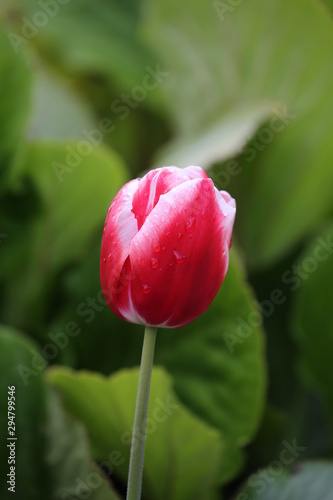 Flores varias 