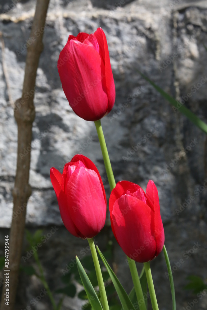 Fototapeta premium Flores varias 