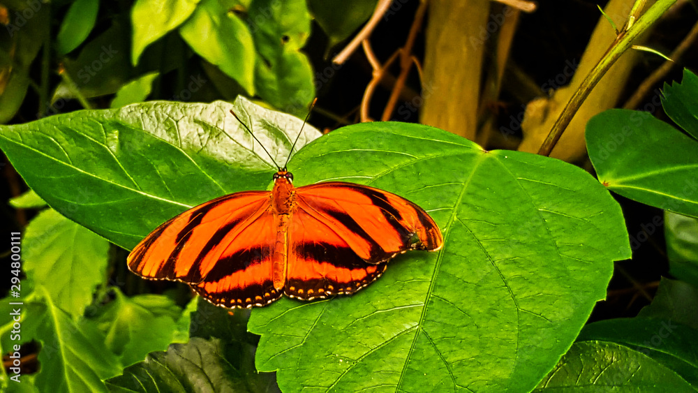 butterfly on a leaf butterfly on a leaf