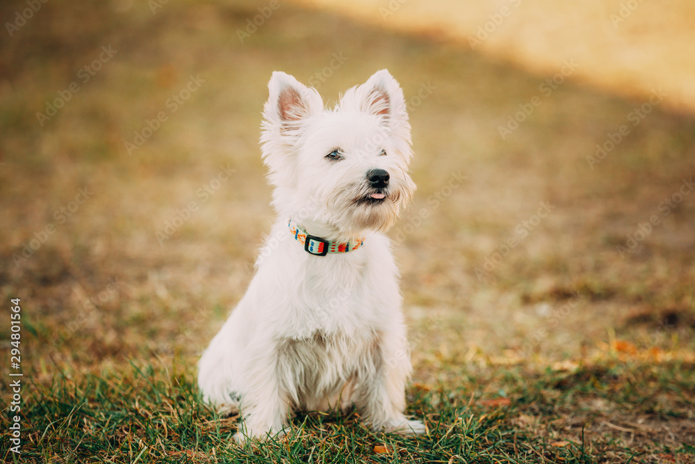 Funny West Highland White Terrier - Westie, Westy Dog Portrait Stock-bilde  | Adobe Stock