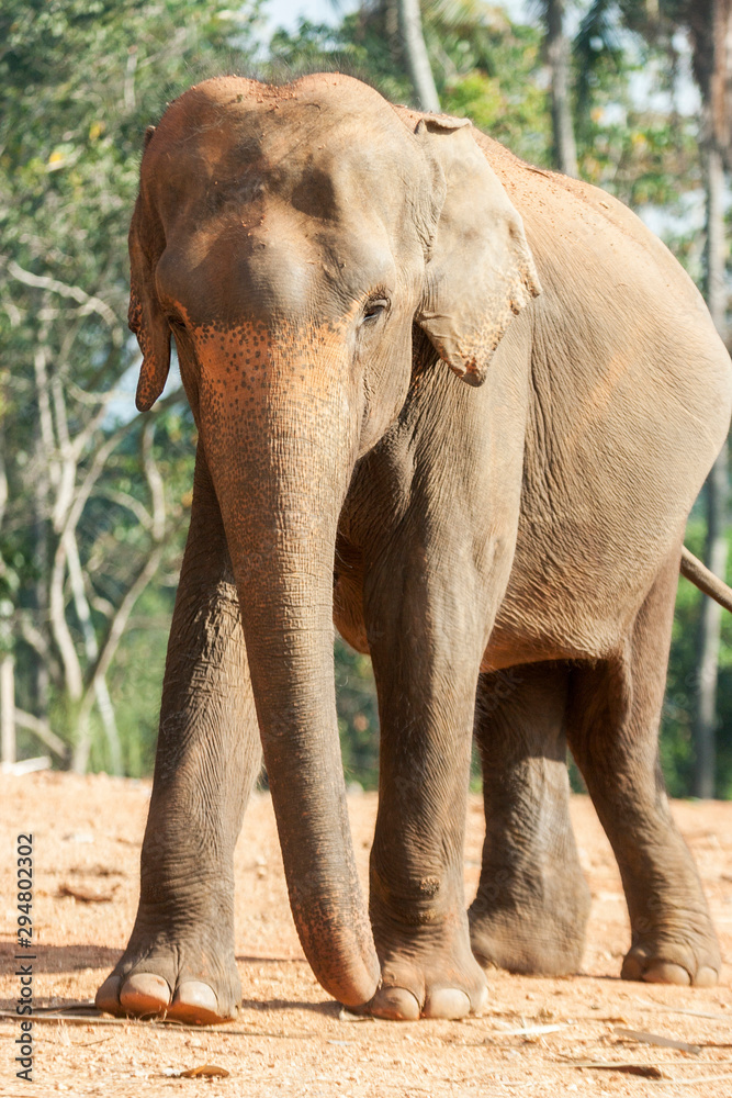Fototapeta premium Pinnawala Elephant Orphanage, Sri Lanka