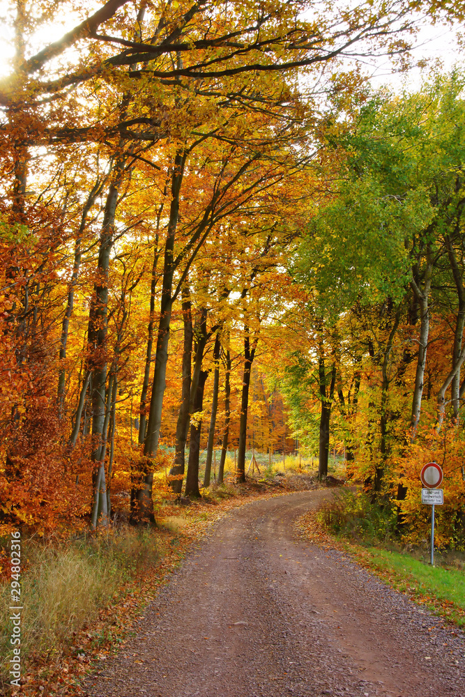 Fototapeta premium Waldweg im Herbst mit farbigen Laubbäumen