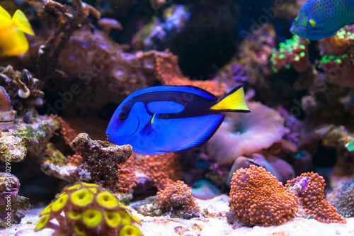 Fototapeta Naklejka Na Ścianę i Meble -  Paracanthurus hepatus, Blue tang in Home Coral reef aquarium. Selective focus