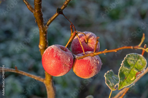 Fresh red apples on tree in the first frost, close up. Red apples with hoarfrost after the first morning frost