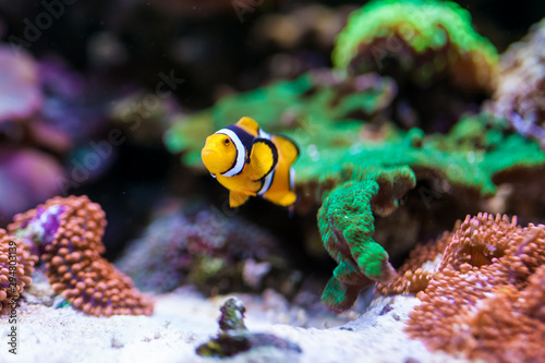 Nemo fish. Amphiprion in Home Coral reef aquarium. Selective focus.
