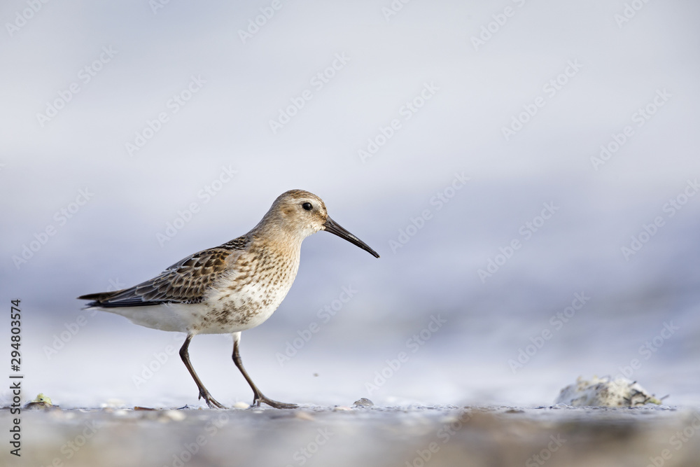A dunlin (Calidris alpina) resting and foraging during migration on the beach of Usedom Germany. A dunlin (Calidris alpina) resting and foraging during migration on the beach of Usedom Germany.