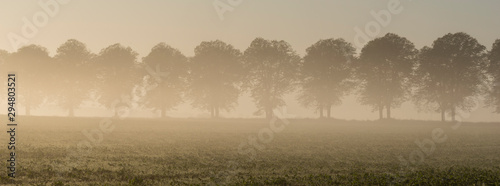  row of trees shrouded in morning fog