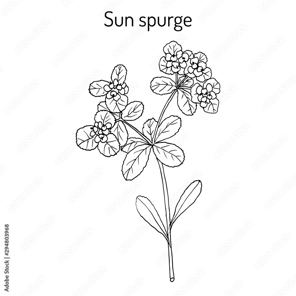 Sun or wart spurge, medicinal plant Sun or wart spurge, medicinal plant