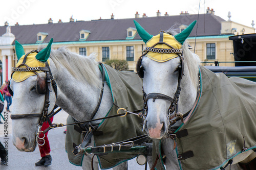 VIENNA, AUSTRIA - 22-10-2018: Horse - drawn carriage or Fiaker, popular tourist attraction, on Michaelerplatz and Hofburg Palace.