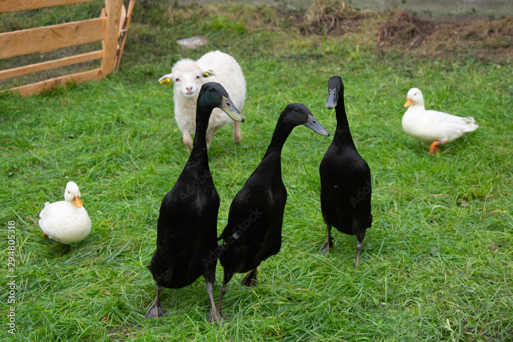 Obraz premium three black geese in the corral
