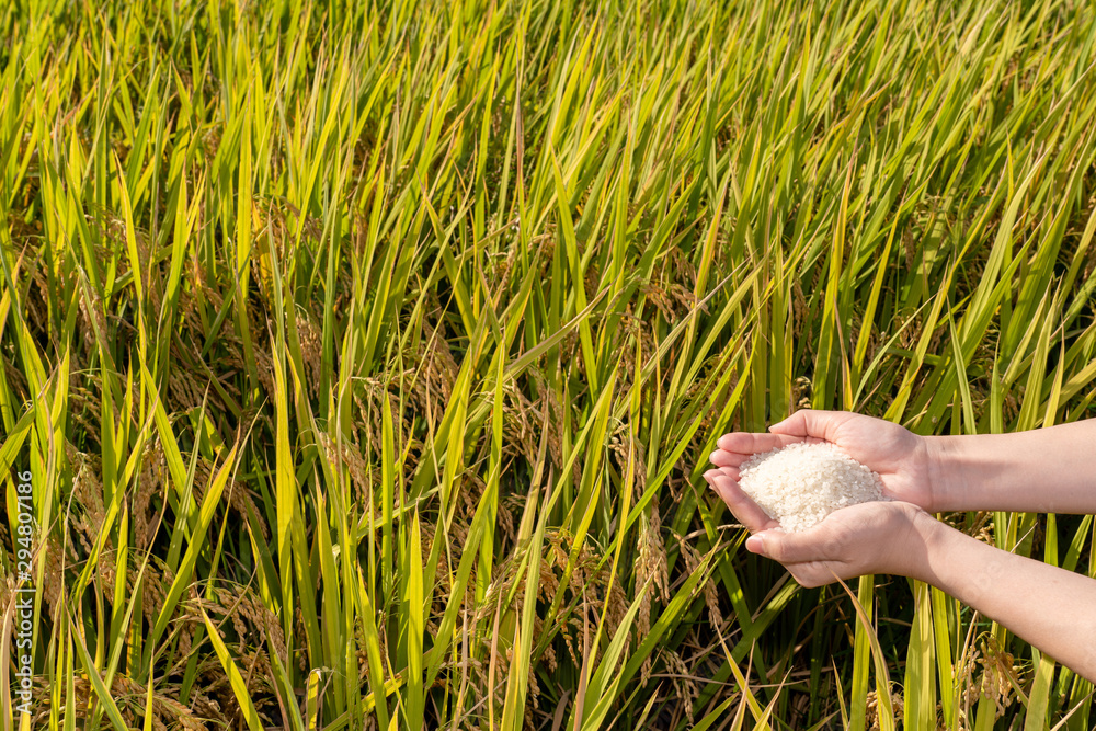 Obraz premium 実りの秋