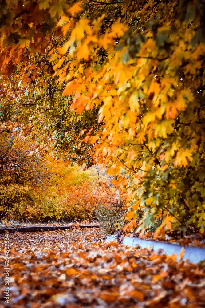 autumn leaves in park