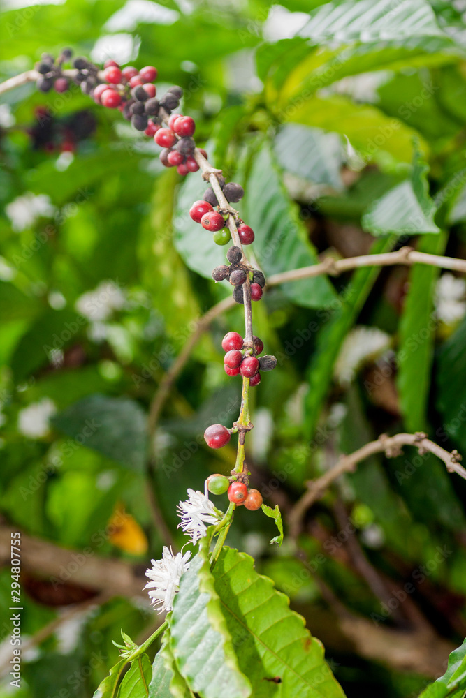 Coffee beans (fruits) on plants in Sri Lanka Coffee beans (fruits) on plants in Sri Lanka