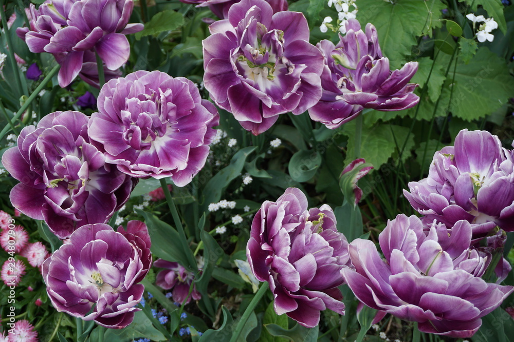close up of purple fancy tulips
