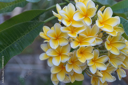 a bunch of frangipani flowers in bali