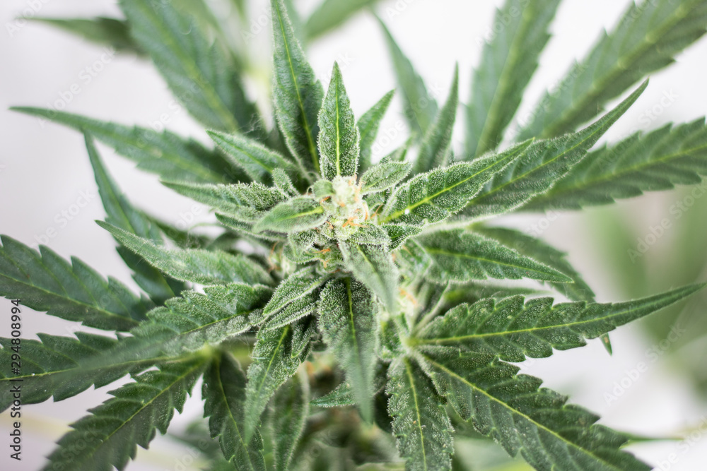 Cannabis flowering plant on a white background. Close up Cannabis flowering plant on a white background. Close up