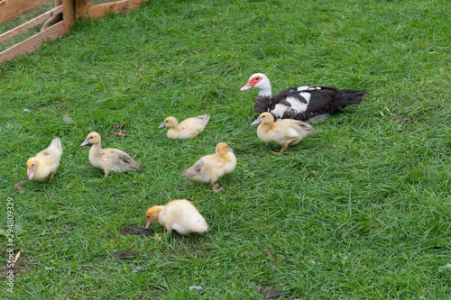 duck with his ducklings in the wild