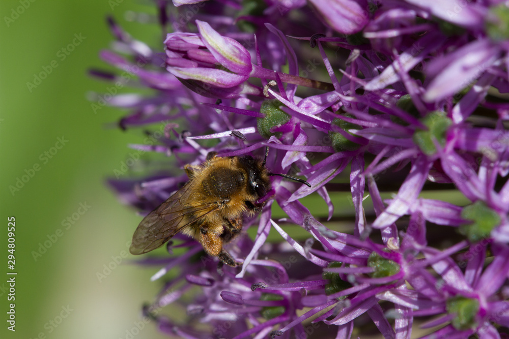 blooming violet blossoms of a garden leek (Allium), with a bee blooming violet blossoms of a garden leek (Allium), with a bee