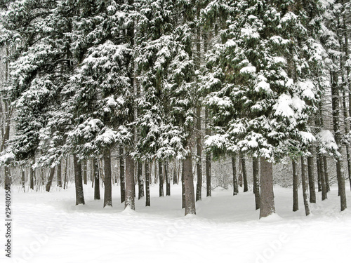 Wallpaper Mural Snowy forest. Large fir trees covered with snow. Winter background.  Torontodigital.ca