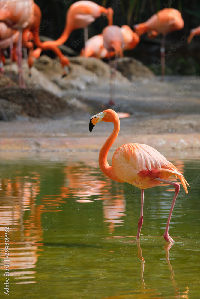 American flamingo Phoenicopterus ruber bird