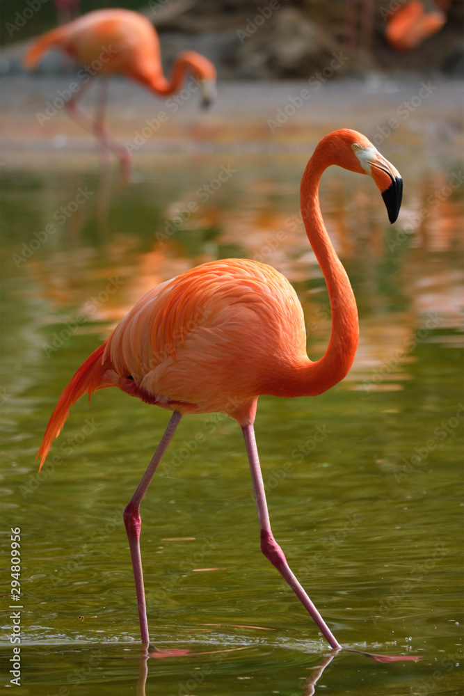 American flamingo Phoenicopterus ruber bird American flamingo Phoenicopterus ruber bird