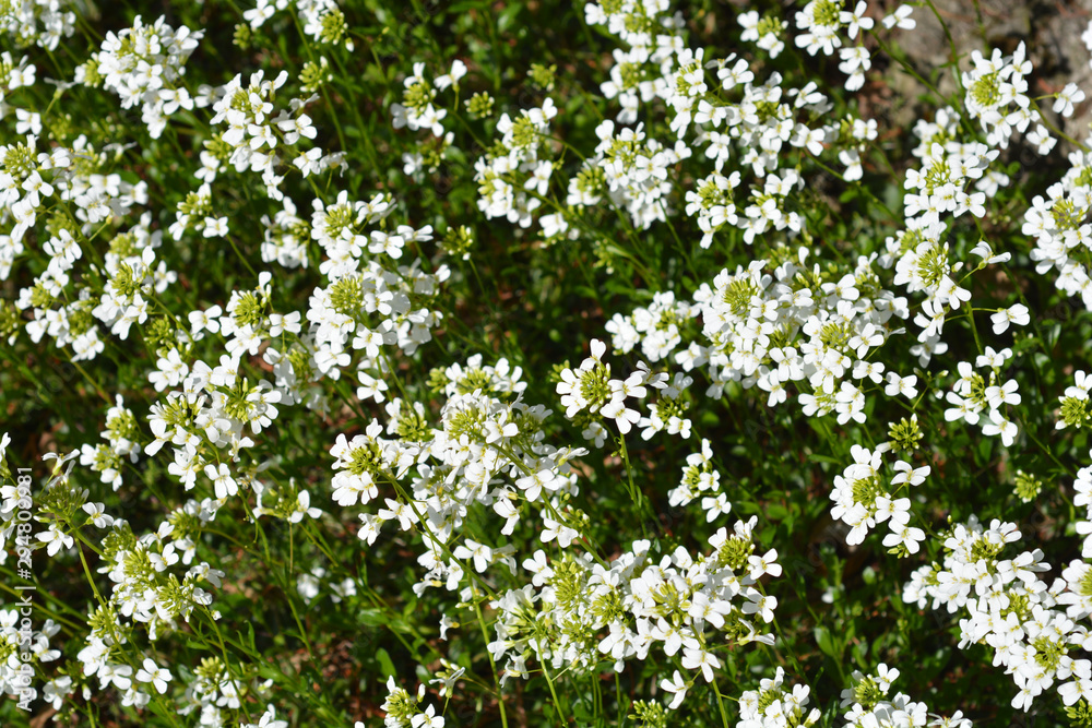 Spreading rock cress white flowers on green background Spreading rock cress white flowers on green background