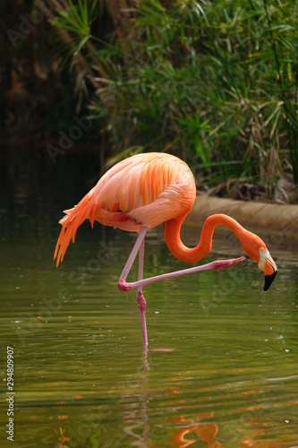 American flamingo Phoenicopterus ruber bird