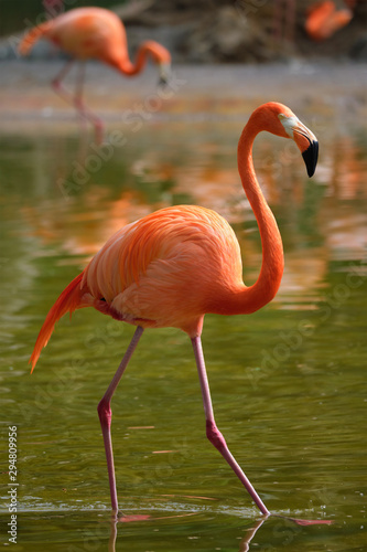 American flamingo Phoenicopterus ruber bird