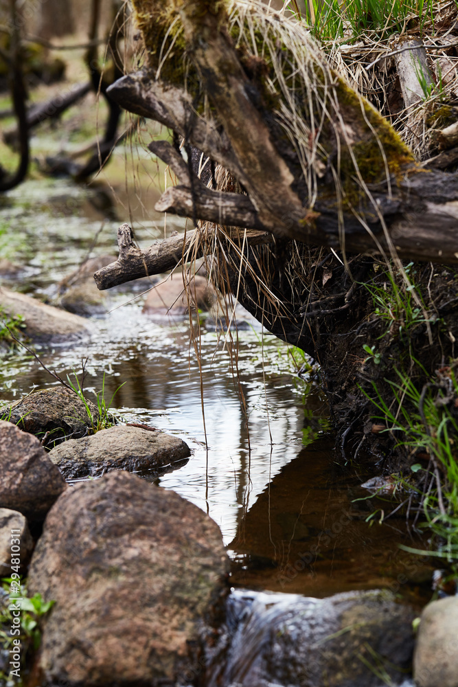 nature. forest. swamp nature. forest. swamp