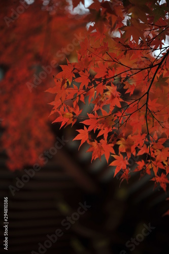 紅葉