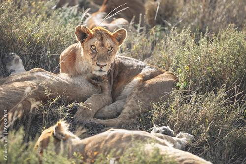 Staring lion in the Serengeti national park Tanzania