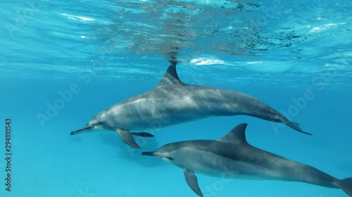 Two dolphins, mother and juvenile dolphin very close swims in a circle under surface in blue water. Spinner Dolphin (Stenella longirostris), Underwater shot, Closeup. Red Sea, Sataya Reef   photo