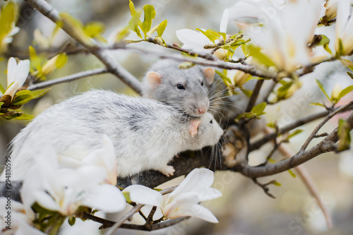 two fancy rats in magnolia blossom, Chinese New year 2020 © olgagorovenko