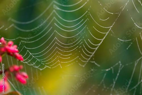 Drops of dew on the web