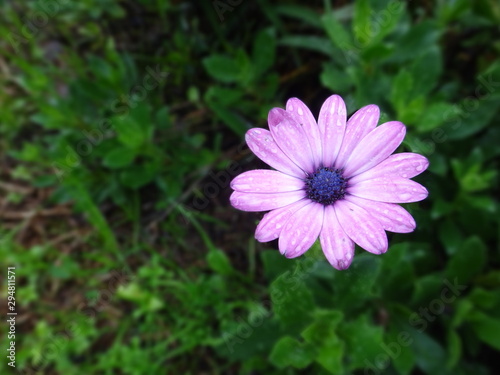 flor margarita morada naturaleza