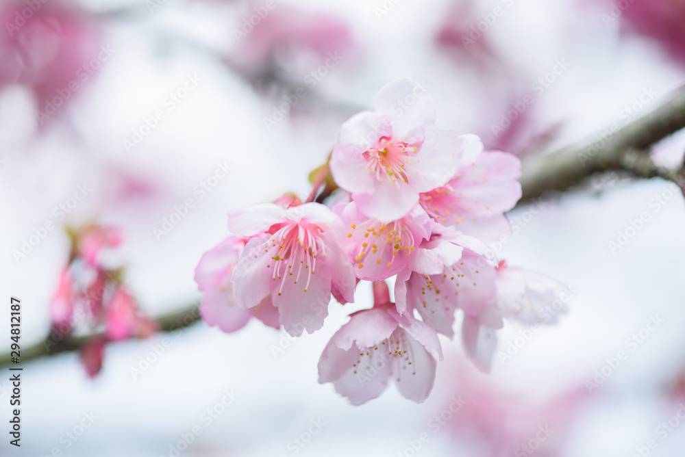 Beautiful Pink Cherry Blossom or Sakura flower blooming in blue sky on nature background