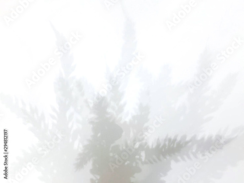 The shadow of the beautiful white-gray leaves The gradient on a white background Used for graphic designing work