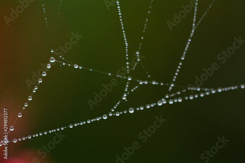 Thin web with dew in the morning