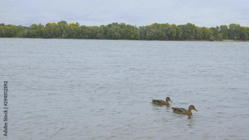 Wild Mallard ducks swim in the city river and feed Wild Mallard ducks swim in the city river and feed