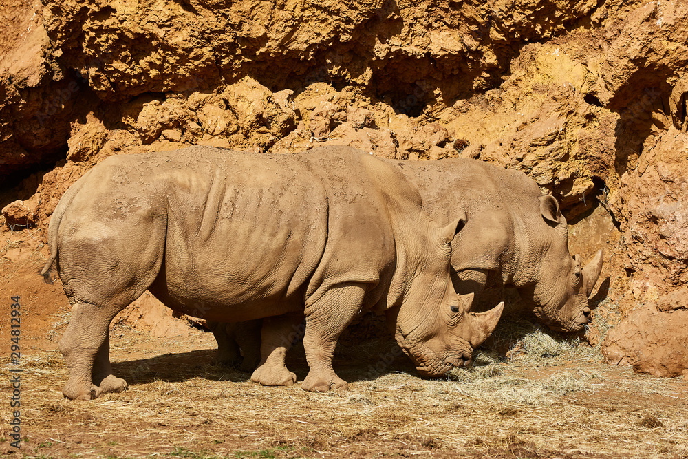 Fototapeta premium A white rhino, rhinoceros grazing in an open field in South Africa